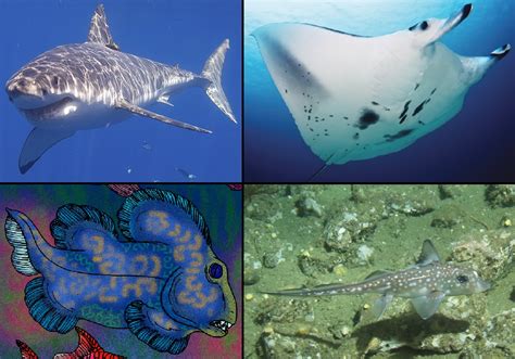 Chondrichthyes .